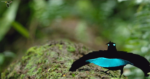 bird-4